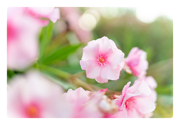 Tamron 35-150mm F/2.0-2.8 Di III VXD Lens Nikon Z Mount